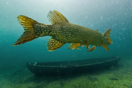 Sisustusvalokuvat Vuoden luontokuva, Palkittu vuoden luontokuvakilpailu hauki, sisustuselementti olohuoneeseen. sisustusvalokuva luontovalokuva, sisustusvalokuva, luontokuvaaja Jarno Artika, Sisustusvalokuvat, Palkitut valokuvataulut, valokuva sisustukseen, Luontovalokuvat.