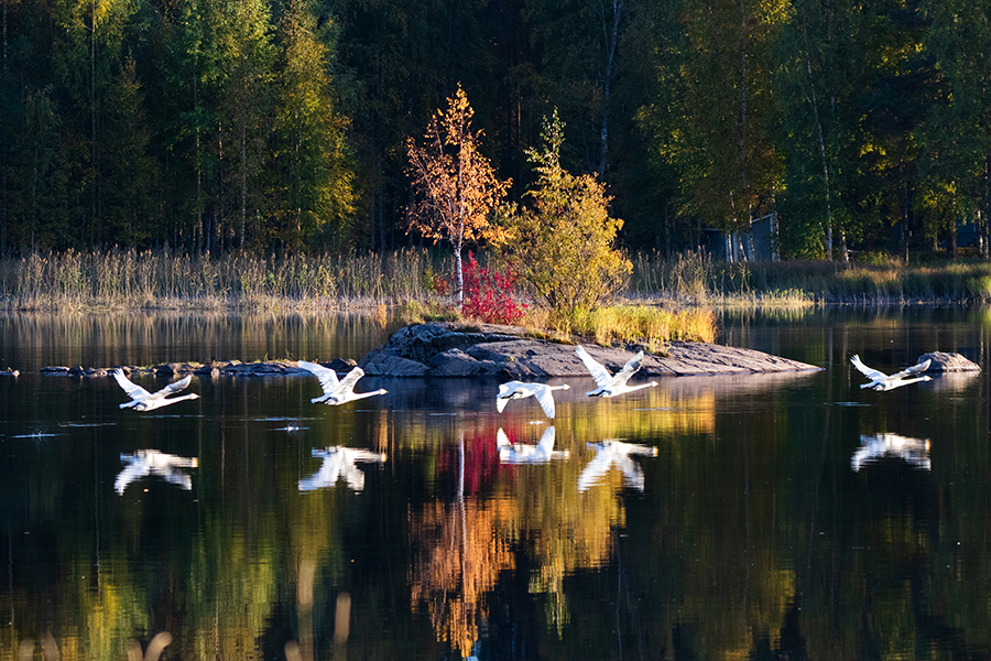 valokuvaaja joensuu, ruskasaari pielisjoki, joutsen saari, luontokuva joensuu, luontokuvaaja joensuu, sisutustaulu sisustuskuva, sisustusseinä, indoor desing Jarno Artika