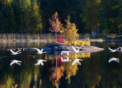 valokuvaaja joensuu, ruskasaari pielisjoki, joutsen saari, luontokuva joensuu, luontokuvaaja joensuu, sisutustaulu sisustuskuva, sisustusseinä, indoor desing Jarno Artika
