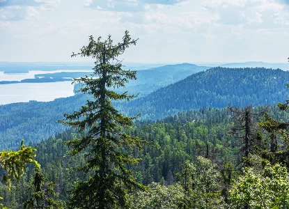 Kansallismaisema Koli, Ukko-Koli, Kolin kansallispuisto, Pielinen, Sisustustaulu maisema, sisustuskuva luonto, sisustuskuva, Tyylikkäät sisustustaulut, Sisustustaulu on luontotaulu, sisuskuva. Jarno Artika