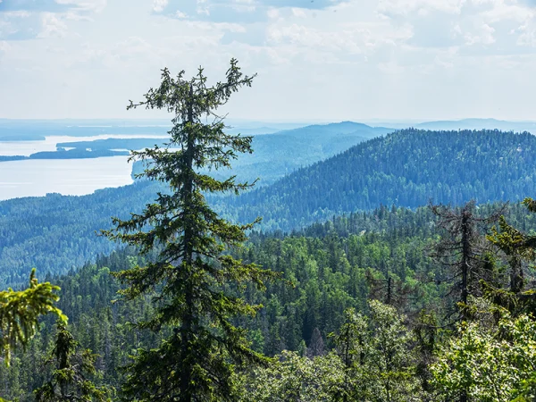 Kansallismaisema Koli, Ukko-Koli, Kolin kansallispuisto, Pielinen, Sisustustaulu maisema, sisustuskuva luonto, sisustuskuva, Tyylikkäät sisustustaulut, Sisustustaulu on luontotaulu, sisuskuva. Jarno Artika